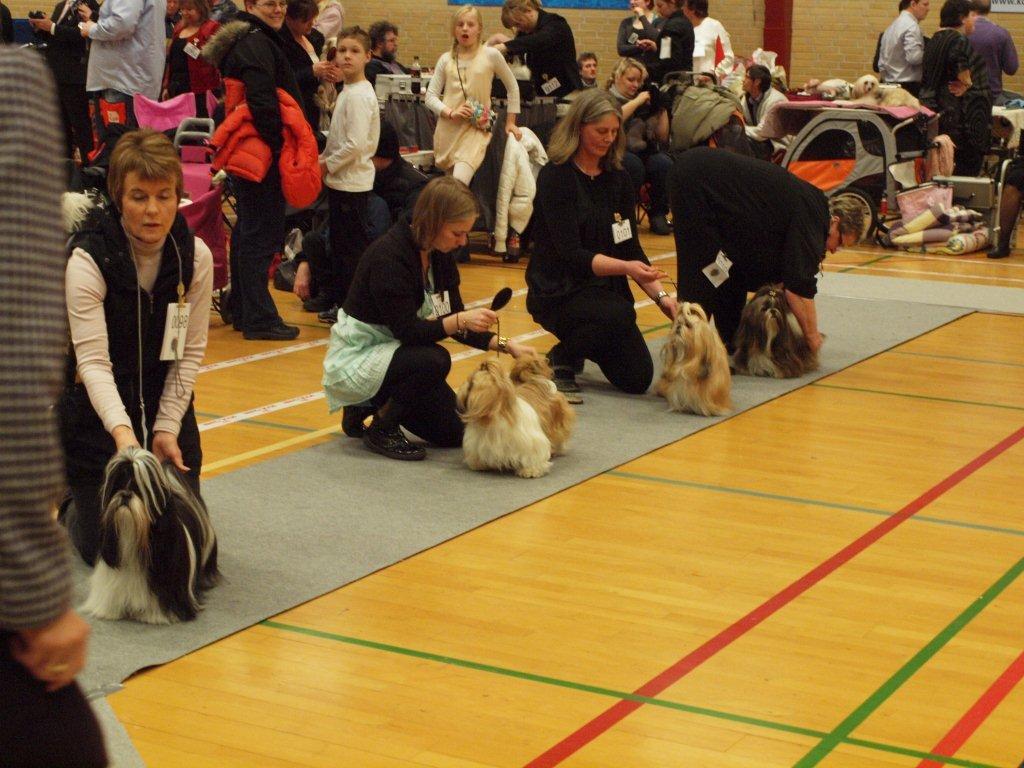 Shih Tzu Danmark